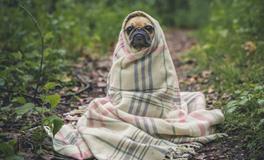 梦见狗对自己很亲热