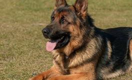 梦到大狗是什么意思