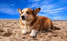 梦见好多小狗是什么意思