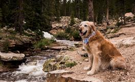 木狗年是哪些年份