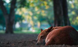 做梦梦自己死了