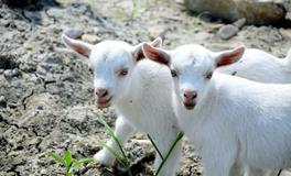 A型血该如何适应新环境