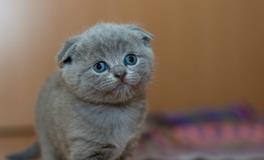 梦见自己养了一只猫