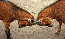 梦见别人打自己