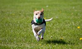 梦见小狗仔是什么意思