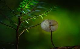 梦见两条蛇咬我