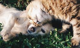 女人梦见狗追是什么意思