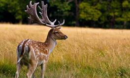 O血型君最容易被骗吗？