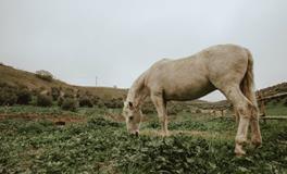 梦见有人被杀死了