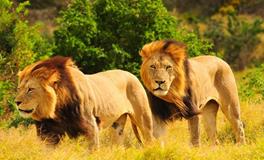 AB血型君能否绝处逢生