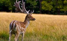AB血型君的聊天习惯