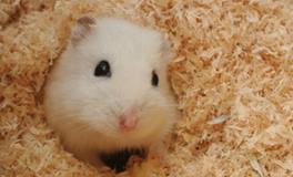 A型血属鼠人的人际关系