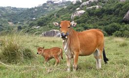 A型血属牛人的人际关系