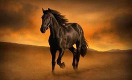 A型血属马人的人际关系