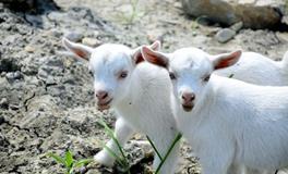 B型血属羊人的人际关系