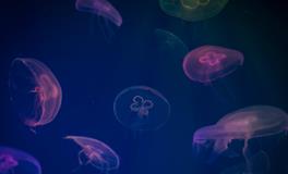 周公解梦梦见自己捡钱