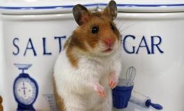 A型血摩羯座的人境界最高吗？