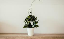 女人梦见钱丢了又找到