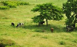 A血型君的行动指南