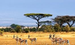 AB血型君的行动指南