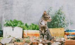 做梦梦见死去的亲人又活了