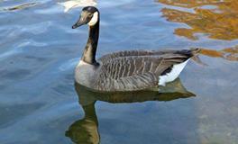 AB型血买东西是不是最会砍价？