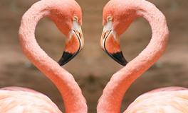 B血型在爱情中靠谱吗？