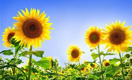 白羊座女生喜欢什么花