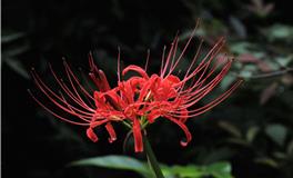 双子座女生喜欢什么花