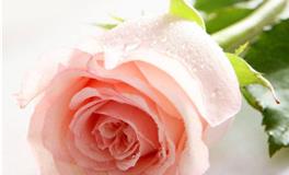 巨蟹座女生喜欢什么花