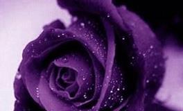 处女座女生喜欢什么花