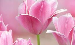 十二星座女生喜欢什么花