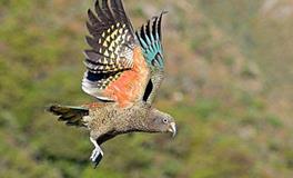 AB血型君最讲诚信吗