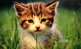 AB型血的人最容易树敌吗