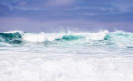 梦见狗屎有什么预兆