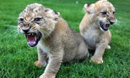 AB血型君的爱情雷区是什么？