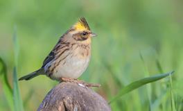 B血型君是不是夜猫子？