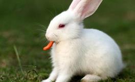 O型血双鱼座的性格