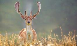 A微日记2018年8月白羊座运势