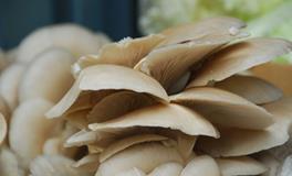 AB型血属兔的人最有前途吗？