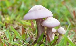 B型血属蛇的人最有前途吗？