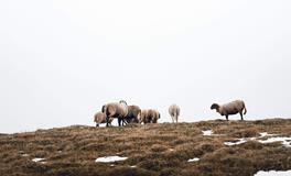 属羊人合作生财的属相