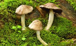 O型血属马的人最有前途吗？