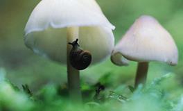 B型血属狗的人最有前途吗？