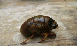 AB型血的限制级秘密