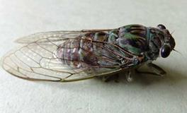 A血型君能在别人身上学到什么