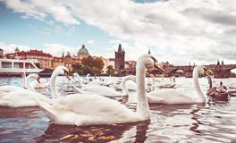 属牛如何旺事业运