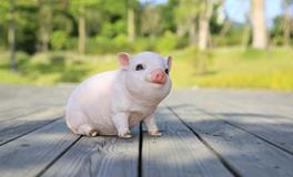 羲邑师姐生肖猪一周运势（8.6-8.12）