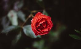 属狗的适合养什么植物