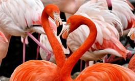 讨好O血型情人的妙招